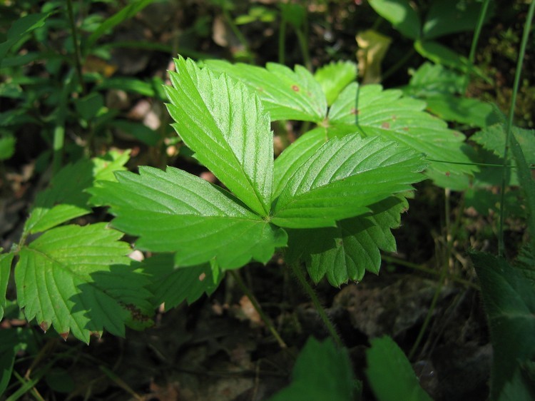 Fragaria vesca